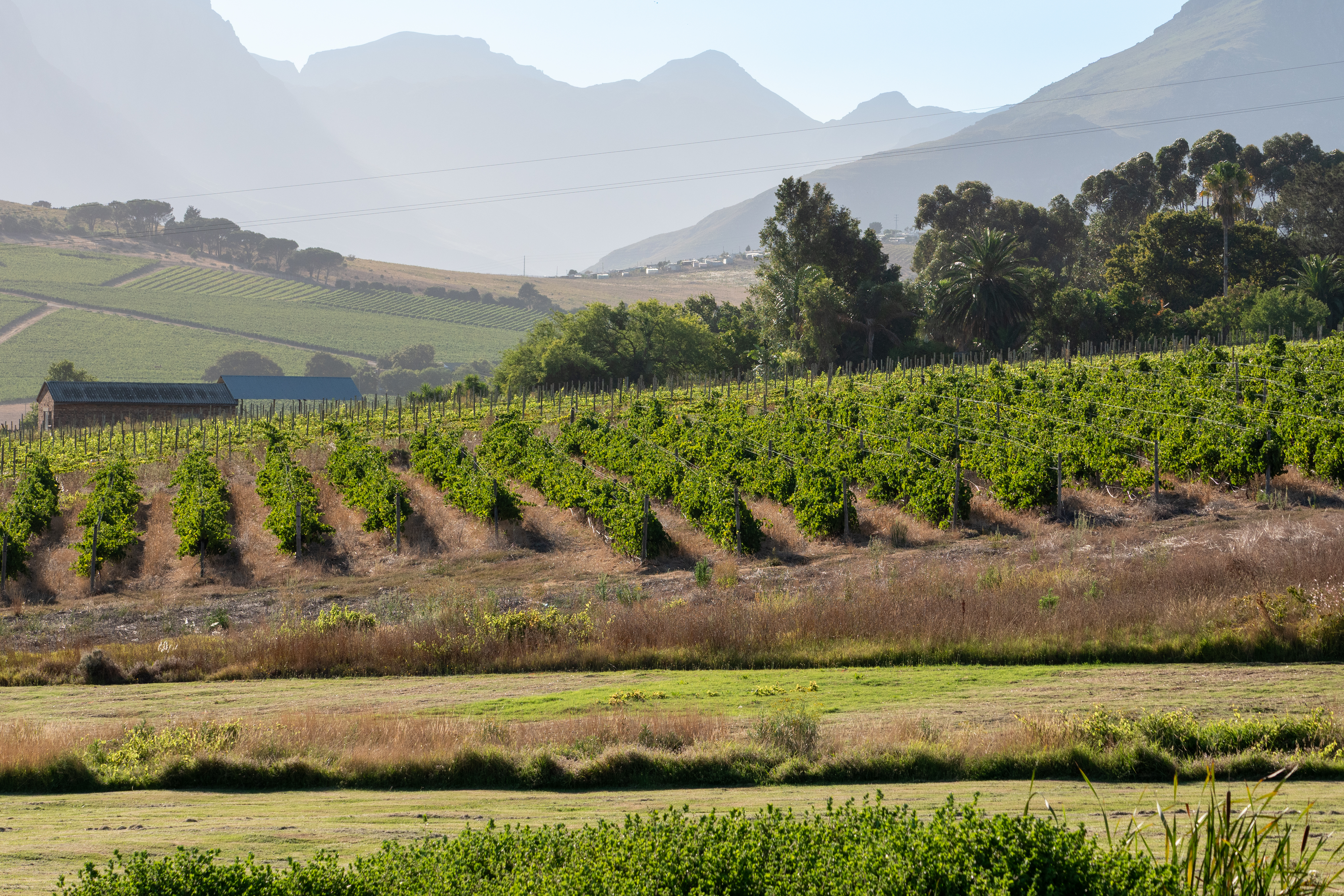 Stellenbosch